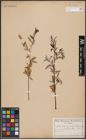 Foto von Salix capensis Thunb.